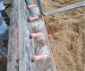 犢牛自動喂奶系統---小牛的自助餐